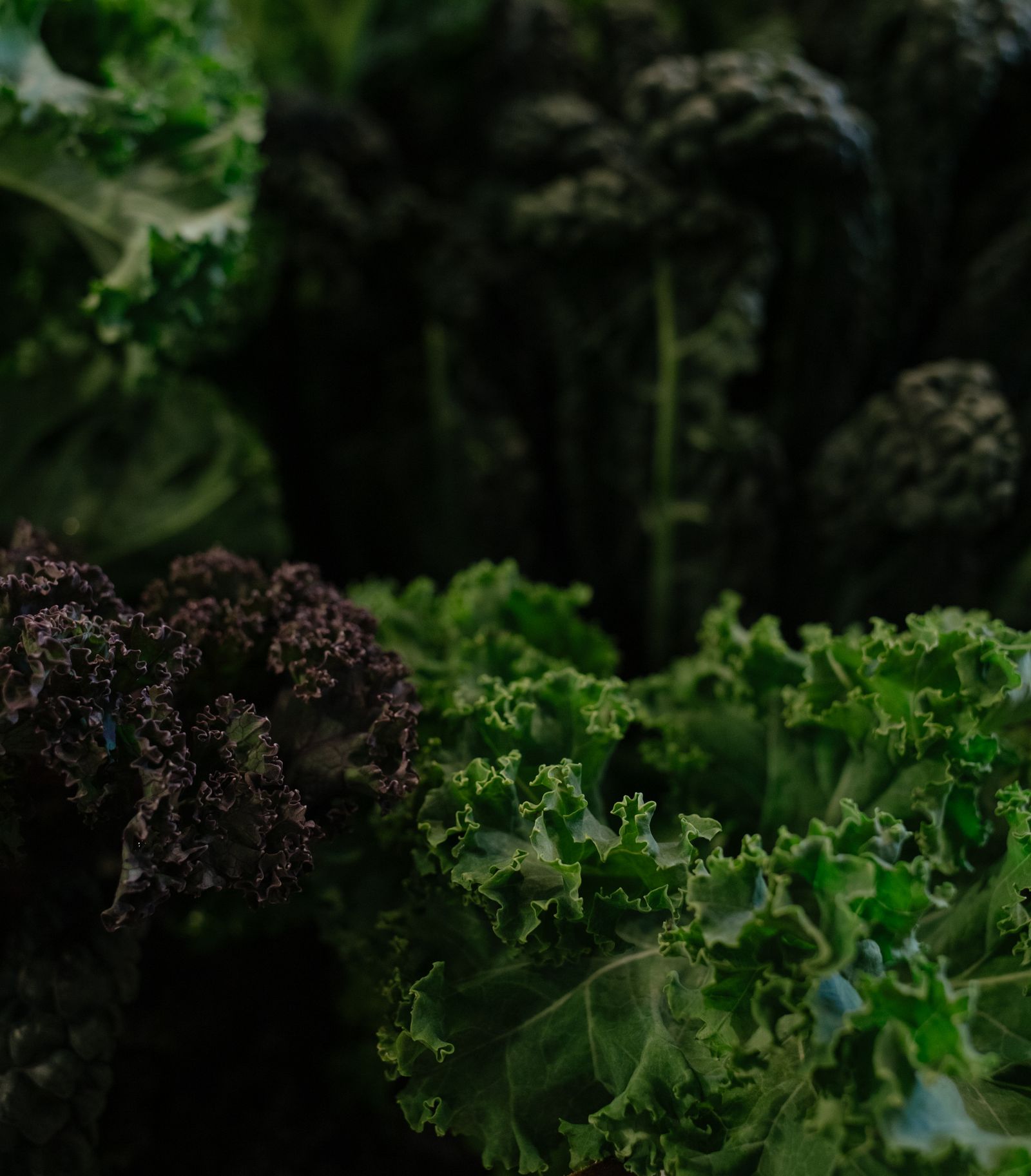 Fresh kale, a plant-based source of calcium